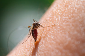 -dengue